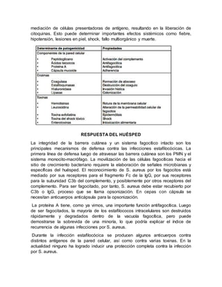 mediación de células presentadoras de antígeno, resultando en la liberación de
citoquinas. Esto puede determinar importantes efectos sistémicos como fiebre,
hipotensión, lesiones en piel, shock, fallo multiorgánico y muerte.
RESPUESTA DEL HUÉSPED
La integridad de la barrera cutánea y un sistema fagocítico intacto son los
principales mecanismos de defensa contra las infecciones estafilocócicas. La
primera línea de defensa luego de atravesar las barrera cutánea son los PMN y el
sistema monocito-macrófago. La movilización de las células fagocíticas hacia el
sitio de crecimiento bacteriano requiere la elaboración de señales microbianas y
específicas del huésped. El reconocimiento de S. aureus por los fagocitos está
mediado por sus receptores para el fragmento Fc de la IgG, por sus receptores
para la subunidad C3b del complemento, y posiblemente por otros receptores del
complemento. Para ser fagocitado, por tanto, S. aureus debe estar recubierto por
C3b o IgG, proceso que se llama opsonización. En cepas con cápsula se
necesitan anticuerpos anticápsula para la opsonización.
La proteína A tiene, como ya vimos, una importante función antifagocítica. Luego
de ser fagocitados, la mayoría de los estafilococos intracelulares son destruidos
rápidamente y degradados dentro de la vacuola fagocítica, pero puede
demostrarse la sobrevida de una minoría, lo que podría explicar el índice de
recurrencia de algunas infecciones por S. aureus.
Durante la infección estafilocócica se producen algunos anticuerpos contra
distintos antígenos de la pared celular, así como contra varias toxinas. En la
actualidad ninguno ha logrado inducir una protección completa contra la infección
por S. aureus.
 