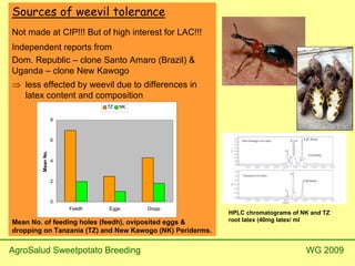 Weevil Source Biofortified Sweetpotato | PDF