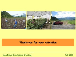 Biofortified Sweetpotato Slide 13
