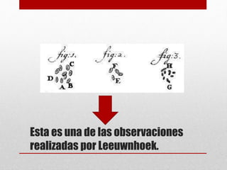 Esta es una de las observaciones
realizadas por Leeuwnhoek.
 
