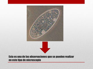 Esta es una de las observaciones que se pueden realizar
en este tipo de microscopio
 