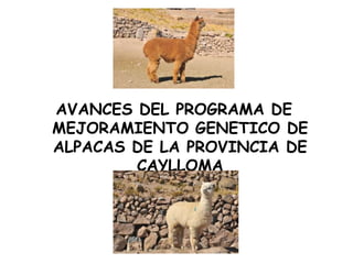 AVANCES DEL PROGRAMA DE MEJORAMIENTO GENETICO DE ALPACAS DE LA PROVINCIA DE CAYLLOMA 