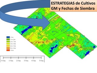 ESTRATEGIAS de Cultivos GM y Fechas de Siembra Profundidad de Napa 30/09/2010