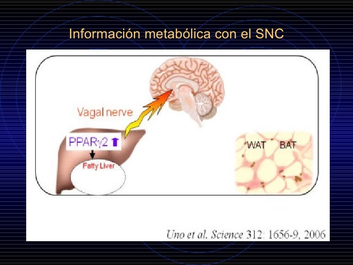 Avances en la fisiopatologia de la Diabetes Mellitus tipo 2 Avances en la fisiopatologia de la Diabetes Mellitus tipo 2