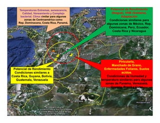 Avances manejo bacteria_burkholderia_glumae_ colombia