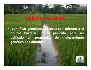 Avances manejo bacteria_burkholderia_glumae_ colombia