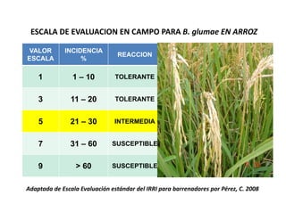 Avances manejo bacteria_burkholderia_glumae_ colombia