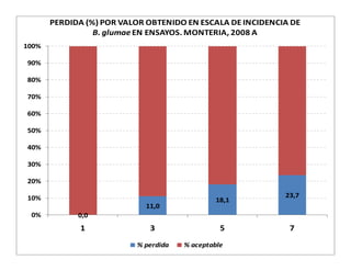Avances manejo bacteria_burkholderia_glumae_ colombia