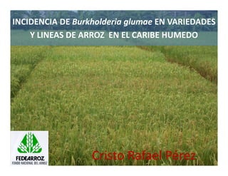 Avances manejo bacteria_burkholderia_glumae_ colombia