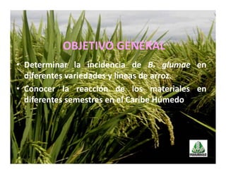 Avances manejo bacteria_burkholderia_glumae_ colombia