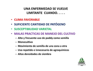 Avances manejo bacteria_burkholderia_glumae_ colombia