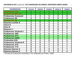 Avances manejo bacteria_burkholderia_glumae_ colombia