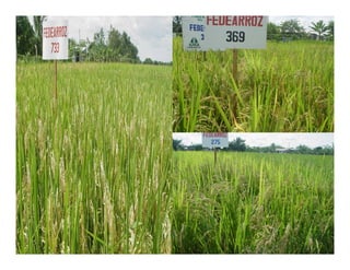 Avances manejo bacteria_burkholderia_glumae_ colombia