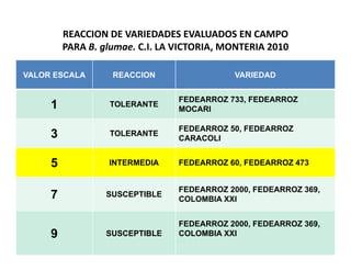 Avances manejo bacteria_burkholderia_glumae_ colombia
