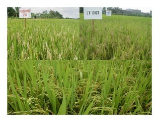 Avances manejo bacteria_burkholderia_glumae_ colombia