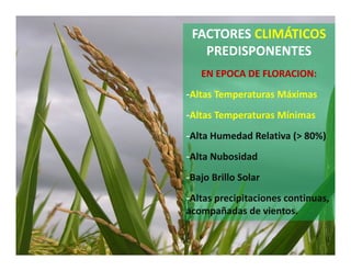 Avances manejo bacteria_burkholderia_glumae_ colombia