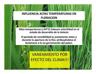 Avances manejo bacteria_burkholderia_glumae_ colombia