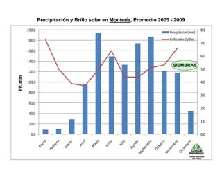 Avances manejo bacteria_burkholderia_glumae_ colombia