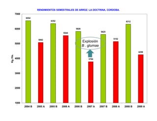 Avances manejo bacteria_burkholderia_glumae_ colombia