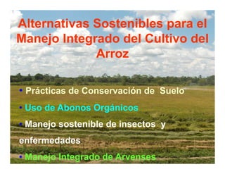 Avances manejo bacteria_burkholderia_glumae_ colombia