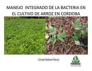 Avances manejo bacteria_burkholderia_glumae_ colombia