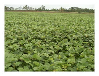 Avances manejo bacteria_burkholderia_glumae_ colombia