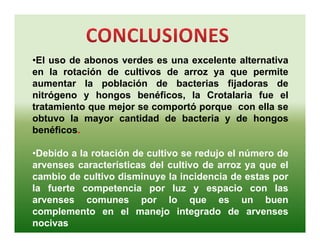 Avances manejo bacteria_burkholderia_glumae_ colombia