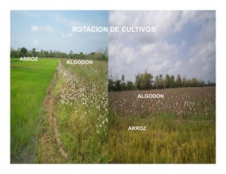 Avances manejo bacteria_burkholderia_glumae_ colombia