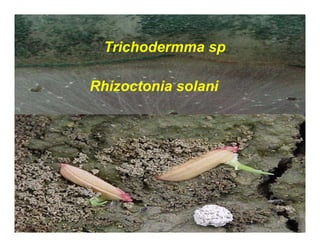Avances manejo bacteria_burkholderia_glumae_ colombia