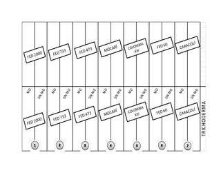 Avances manejo bacteria_burkholderia_glumae_ colombia