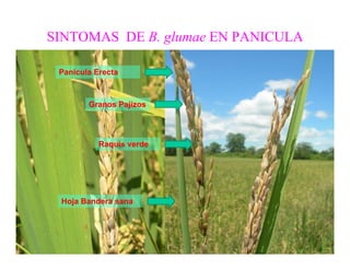 Avances manejo bacteria_burkholderia_glumae_ colombia