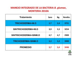 Avances manejo bacteria_burkholderia_glumae_ colombia