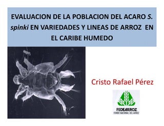 Avances manejo bacteria_burkholderia_glumae_ colombia