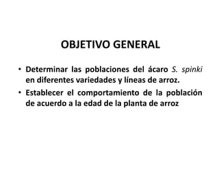 Avances manejo bacteria_burkholderia_glumae_ colombia