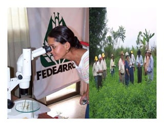 Avances manejo bacteria_burkholderia_glumae_ colombia