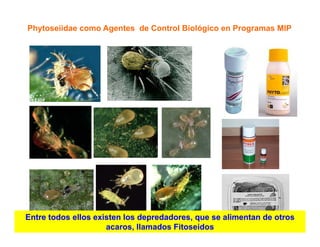 Avances manejo bacteria_burkholderia_glumae_ colombia