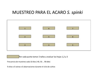 Avances manejo bacteria_burkholderia_glumae_ colombia