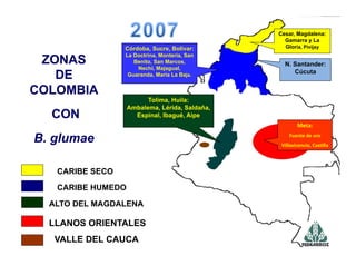 Avances manejo bacteria_burkholderia_glumae_ colombia