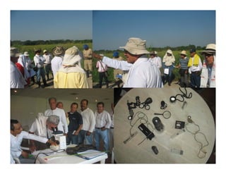 Avances manejo bacteria_burkholderia_glumae_ colombia