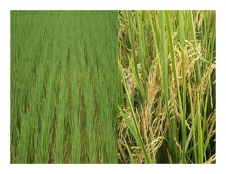 Avances manejo bacteria_burkholderia_glumae_ colombia