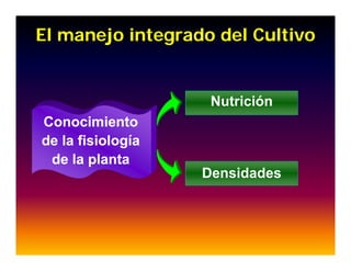 Avances manejo bacteria_burkholderia_glumae_ colombia