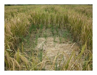 Avances manejo bacteria_burkholderia_glumae_ colombia