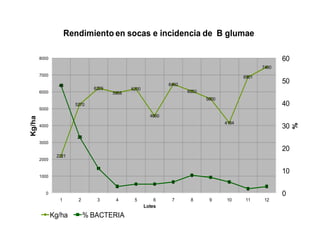 Avances manejo bacteria_burkholderia_glumae_ colombia