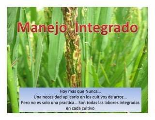 Avances manejo bacteria_burkholderia_glumae_ colombia