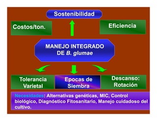 Avances manejo bacteria_burkholderia_glumae_ colombia