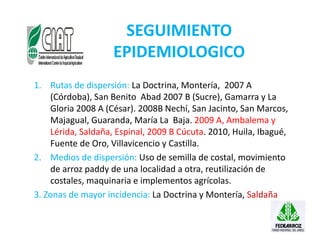 Avances manejo bacteria_burkholderia_glumae_ colombia