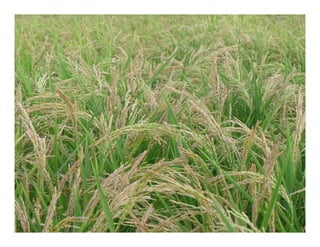 Avances manejo bacteria_burkholderia_glumae_ colombia