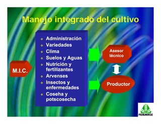 Avances manejo bacteria_burkholderia_glumae_ colombia