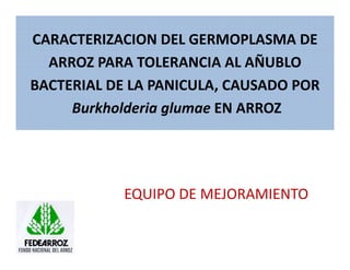 Avances manejo bacteria_burkholderia_glumae_ colombia