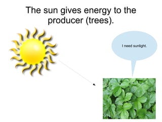 The sun gives energy to the
producer (trees).
I need sunlight.

 